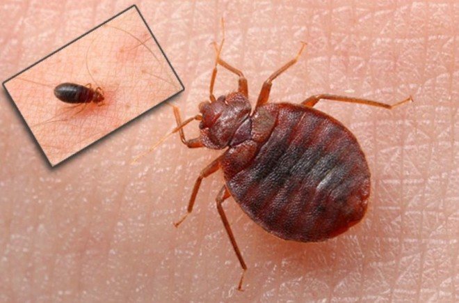 Постельные клопы в доме