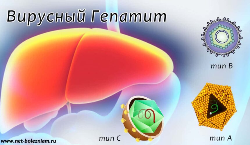 Профилактика вирусных гепатитов