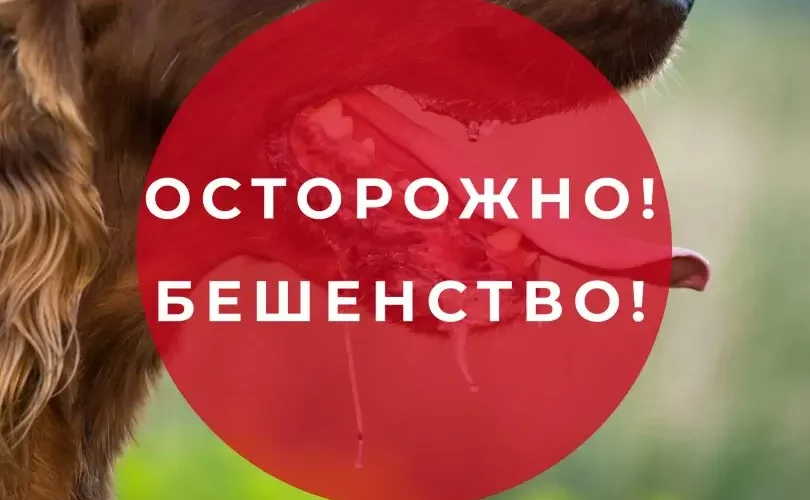 Профилактика бешенства среди профессионального контингента